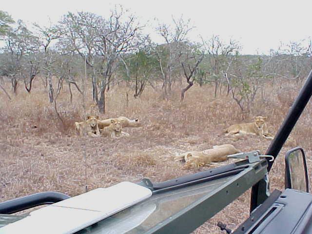 And suddenly the landrover pulled up at a bush where three female lions and three cubs were having their sleep in.