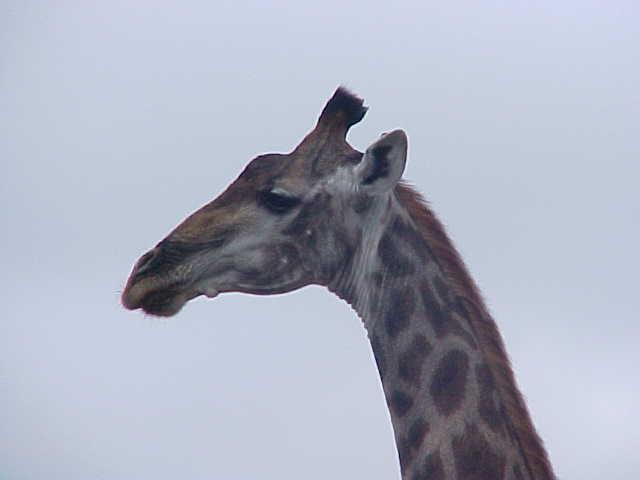 At a human made water dam this giraffe passed our car outof curiousity. - Small humans!