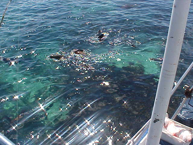 After The Predator, as our boat was called, left the cage at the spots were the sharks are, the boat sailed to a remote island, know for its enormous seal colony.
