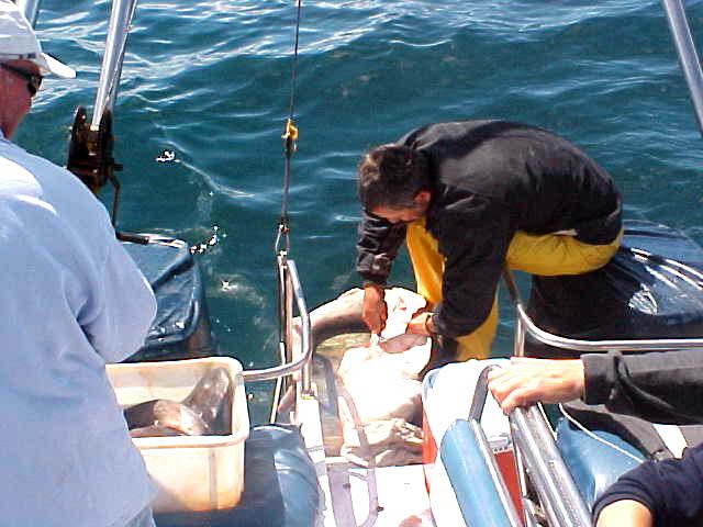 ...while boatman Gert cuts up a little shark into pieces to feed the sharks.
