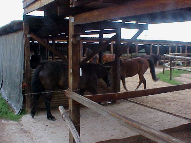 A few times a day the horses are taken into their stables, this time it was feeding time.