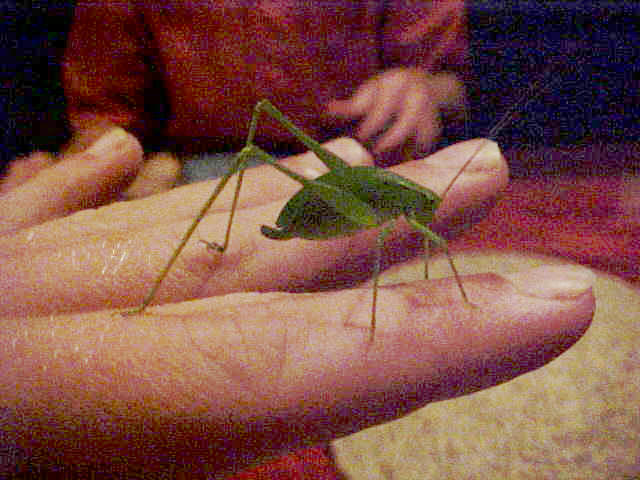 And right in the middle of the meal this sticky creature landed on my fingers. But what is it?