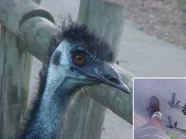 I think you call these birds emu and yes, they have big feet. Dont want to fight with one of them...