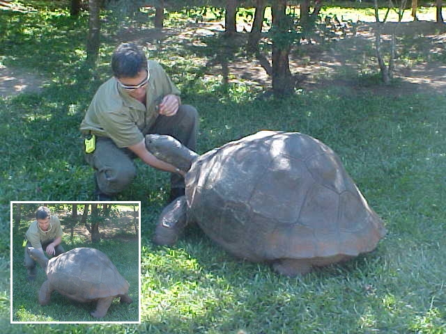 Stu introduced me to Harriet, the worlds oldest tortoise. He padded her neck and made her stand up within seconds.