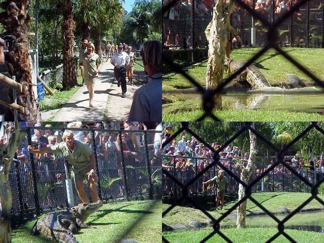 Steve Irwin in action at the Crocodile Demonstration in the Australian Zoo. 