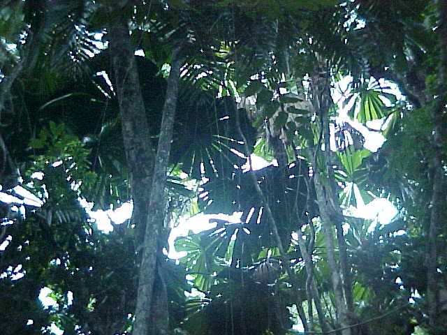 These sorts of palm trees are very rare, you only find them on this part of the world. Say oooh!