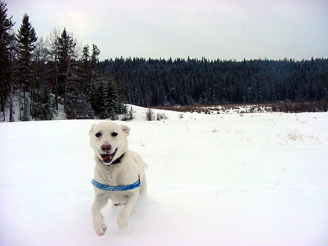 Out for a walk in the snow, where Tinga needed that collar otherwise we could not really see her too good in the white snow...