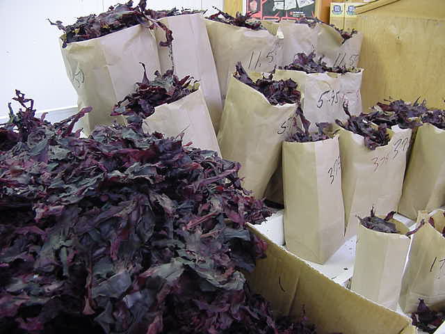 Dulse is a vegetable that is grown at low tide and takes root on rocks. It is harvested by hand and sun-dried on a drying ground. You might know it as that green leafy stuff that you see on rocks and poles if you have been to the ocean. I call it just a sea weed and that is what I will keep calling it. 