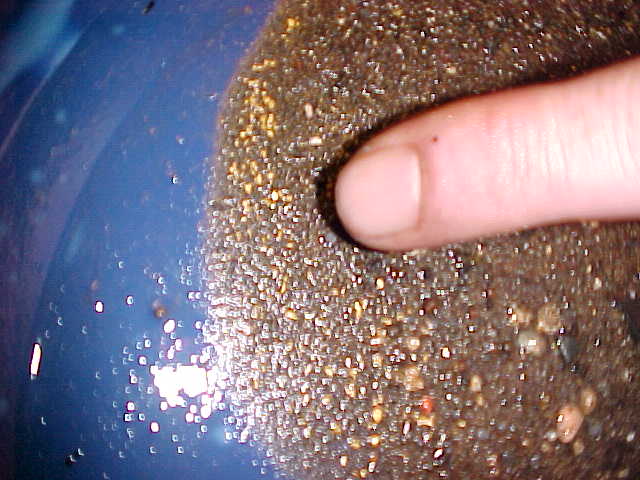 In the evening, after dinner, Douglas showed me how to pan for gold. The little sand-like pieces is actually gold dust, as found in a nearby creek.